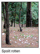 A styrofoam-strewn Kumaon hillside