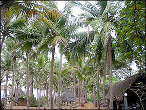 Coconut palms