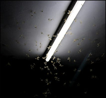 moths around a tubelight